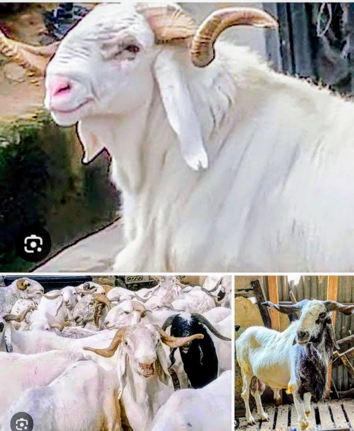 Screenshot_20250602-1303105 BREAKING: Federal Government Declares Friday, Monday Public Holidays for Eid-el-Kabir Celebration. ✓✓✓ Newzspy.