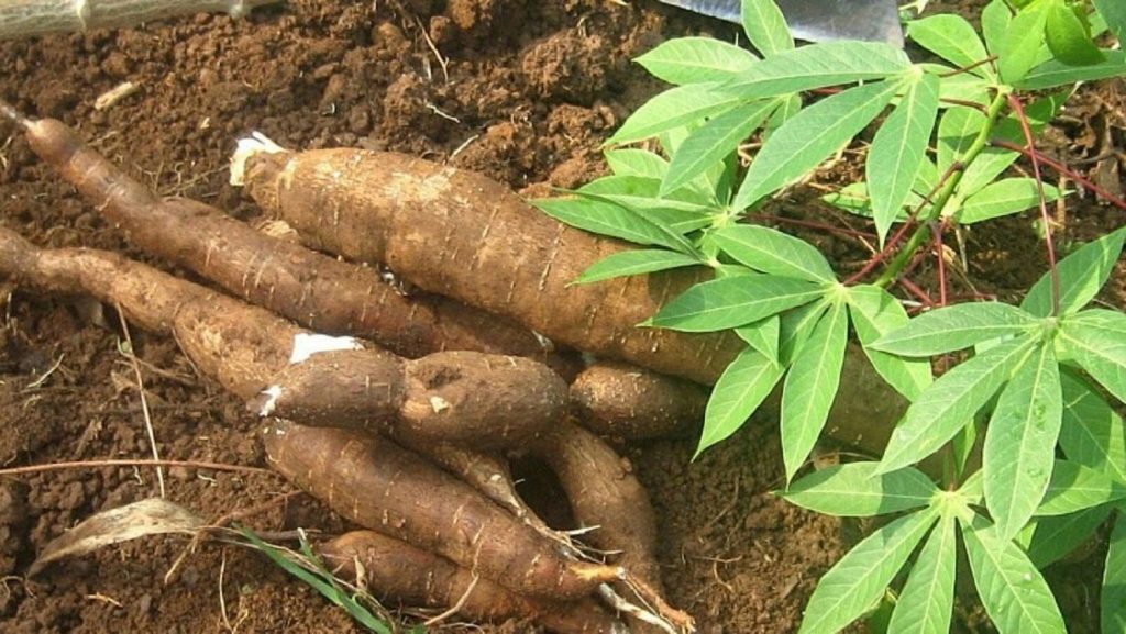 Cassava-1-1024x577 Nigeria's Cassava Boom Needs an Industrial Leap